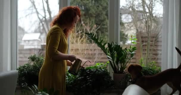 Zimmerpflanzen Gießen Kaukasierin Als Floristin Der Pflege Von Grünpflanzen Hause — Stockvideo