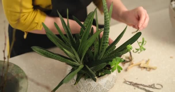 Frorist Tuinier Zorgt Voor Kamerplanten Binnen Botanische Eco Kas Concept — Stockvideo