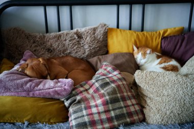 Komik ev hayvanı. Zencefil dachshund köpek yavrusu ve bir sürü yastıkla kanepede uyuyan tekir beyaz kedi. Rahatlama ve rahatlama kavramı. Tatlı rüyalar. Yüksek kalite fotoğraf