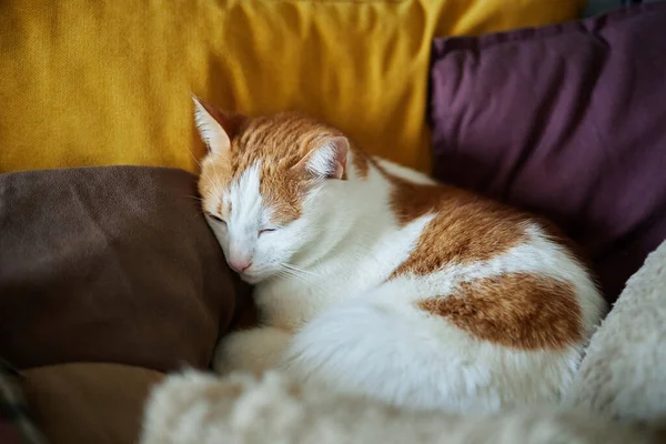 Симпатичная Белая Рыжая Кошка Спит Диване Желтыми Фиолетовыми Подушками Забавный — стоковое фото