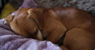 Kanepede uyuyan sevimli zencefilli dachshund köpeği. Komik ev hayvanı. Rahatlama ve rahatlama kavramı. Tatlı rüyalar. Yüksek kaliteli 4K video görüntüleri