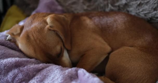 かわいい生姜ダックスフント子犬の犬はソファの上で寝ています 面白いペットだな リラックスして居心地の良い幸福の概念 いい夢だ 高品質の4Kビデオ映像 — ストック動画