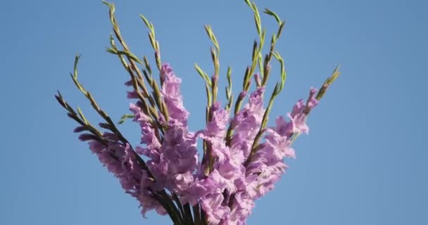 보랏빛 글라디올러스 꽃다발을 컨셉트를 배경으로 고품질 — 비디오