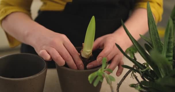 Aantrekkelijke Blanke Vrouw Tuinier Verzorgen Van Planten Bloemenwinkel Binnen Botanische — Stockvideo