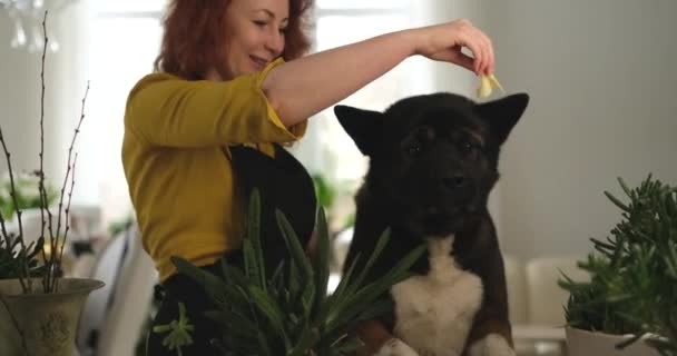 Молодая Рыжая Женщина Черном Фартуке Собакой Акита Развлекается Дома Улыбается — стоковое видео