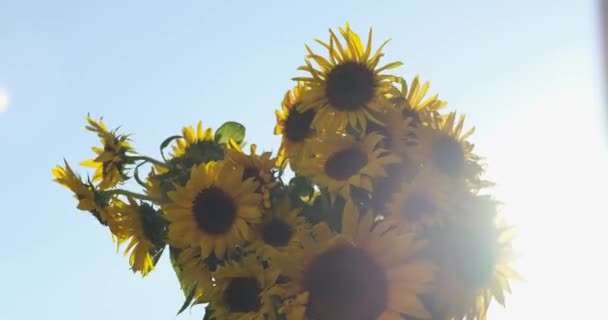 Buquê Girassóis Amarelos Fundo Céu Azul Presente Patriótico Com Amor — Vídeo de Stock