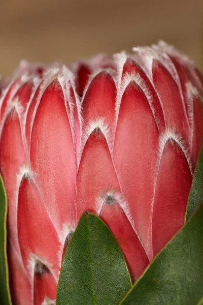 Virág Protea Közelkép Egy Sötét Háttér Gyönyörű Király Proteavirág Virágzik — Stock Fotó