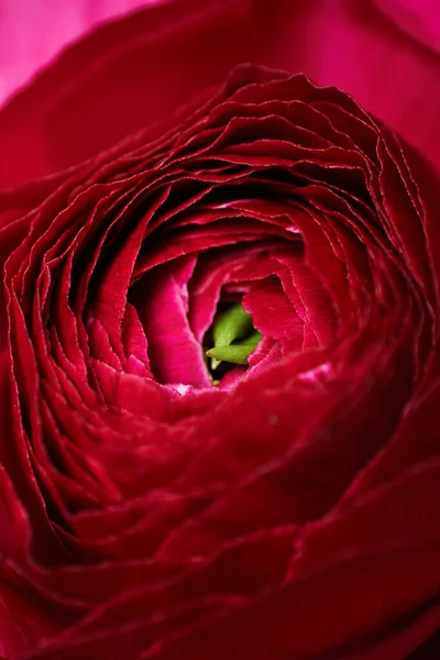 Rode Ranunculus Bloem Macro Mooie Verse Ranunculus Bloem Close Bloemen — Stockfoto