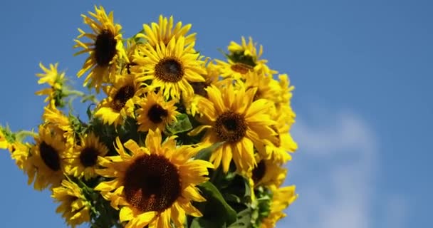 Mavi Gökyüzünün Arka Planında Bir Buket Sarı Ayçiçeği Vatansever Hediye — Stok video