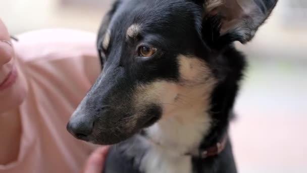 Csinos Fiatal Kutya Füvön Kertben Mosolyogsz Megöleled Kutyát Régi Városkép — Stock videók