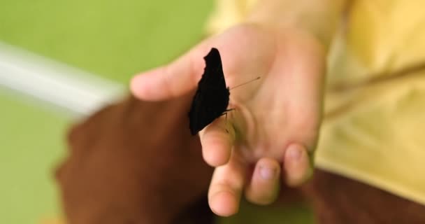 Mariposa Niño Pequeño Disfrutando Naturaleza Casa Mirando Hermosa Mariposa Manos — Vídeo de stock