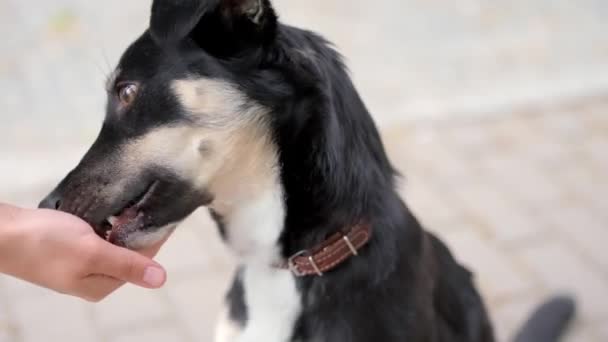 Bonita Jovem Mulher Cão Sentado Grama Quintal Sorrir Abraçar Cão — Vídeo de Stock