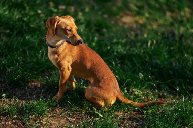 Güzel kızıl köpek gün batımında bahçede oturmuş yan bakıyor. Yeşil çimen, yaz konsepti Yüksek kaliteli fotoğraf
