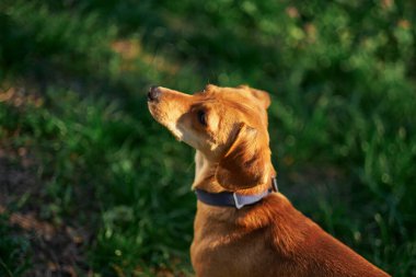 Güzel kızıl köpek gün batımında bahçede oturmuş yan bakıyor. Yeşil çimen, yaz konsepti Yüksek kaliteli fotoğraf