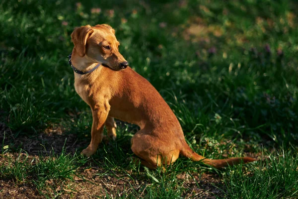 Bonito Cão Gengibre Sentado Jardim Pôr Sol Olhando Para Lado — Fotografia de Stock