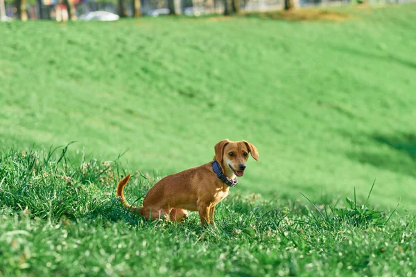 Красивая Рыжая Собака Сидит Саду Закате Смотрит Камеру Зеленая Трава — стоковое фото
