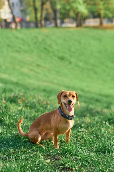 Красивая Рыжая Собака Сидит Саду Закате Смотрит Камеру Зеленая Трава — стоковое фото
