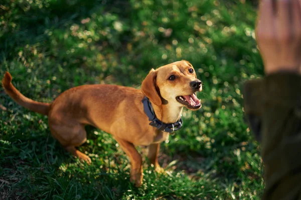 Krásný Zrzavý Pes Sedí Zahradě Při Západu Slunce Dívá Stranou — Stock fotografie