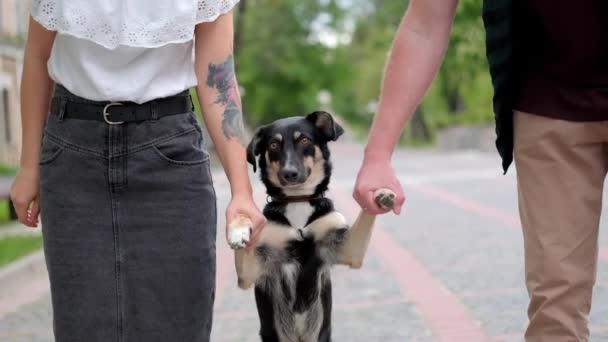 Ein Junges Paar Mit Einem Schutzhund Blickt Sommer Die Kamera — Stockvideo