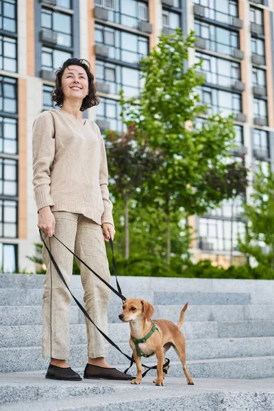Biseksüel şehirde küçük zencefilli köpekle gezen genç ve güzel bir kadın. Şehir manzarası Yüksek kalite fotoğraf