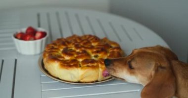 Masada pasta, lezzetli bir turta çalan köpek. Küçük köpek masadan yemek yiyor. Yüksek kalite video 4K görüntüsü.