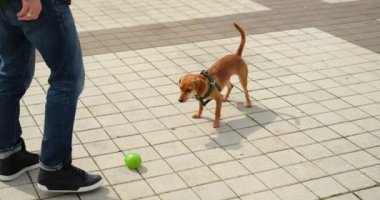 Şehir meydanında yeşil top 4K görüntüleriyle oynayan sevimli küçük köpek. Dachshund, sosisli köpek, sonbahar mevsiminde melez. Yüksek kaliteli 4K görüntü.