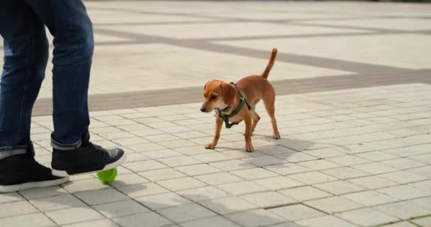 Веселая Маленькая Собачка Играющая Городской Площади Зеленым Шариком Dachshund Колбасная — стоковое видео