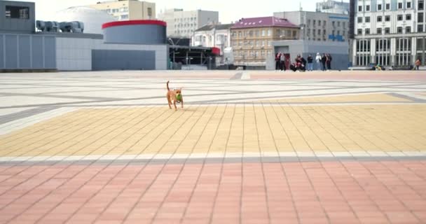 Schöne Kleine Hund Spielen Auf Dem Stadtplatz Mit Dem Grünen — Stockvideo