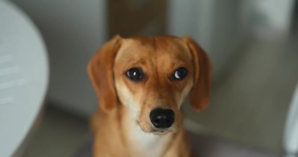 Portrait Funny Ginger Dachshund Dog Asks Food Wants Play Guards — Stock Video