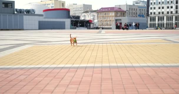 Schöne Kleine Hund Spielen Auf Dem Stadtplatz Mit Dem Grünen Stockvideo