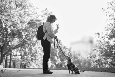 Sonbahar parkında gün batımında köpek eğitimi. Rahat giysiler içinde beyaz mutlu bir kadın konsantre dachshund köpeğiyle dışarıda oynuyor. Yüksek kaliteli yatay fotoğraf