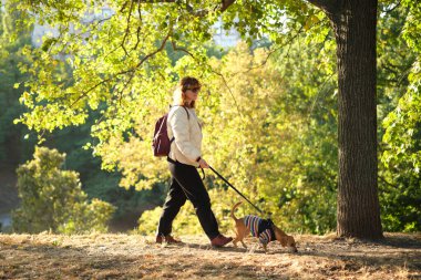 Sahibi köpekle birlikte parkta geziyor, yaz tatili, sevimli evcil hayvan konsepti insanlarla evcil hayvanları arasında arkadaşlık. Süveter giyen Dachshund Yüksek kalite fotoğraf