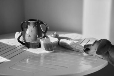 Mutfaktaki masada sevimli komik köpek, yemek arayan daksund, komik kawai köpeği. diyet, şık ev, sağlıklı yaşam tarzı konsepti. Çiçekler ve meyveler. Huzurlu bir resim, mükemmel bir ortam Yüksek kaliteli fotoğraf