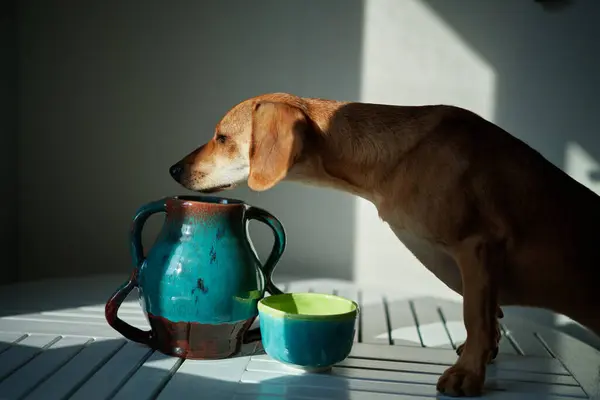 Cute funny dog at table in kitchen, dachshund looking for food, funny kawai puppy. diet, stylish home, healthy lifestyle concept. flowers and fruits. idyllic picture, perfect vibe High quality photo