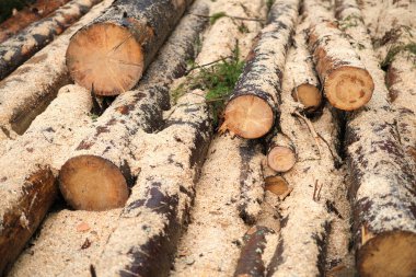 Kütük ladin sandıkları yığını. Ormandaki ağaçları gördüm. Kereste endüstrisi. Kaldırmak için hazırlanmış yol boyunca ağaçları kes. Yüksek kalite fotoğraf