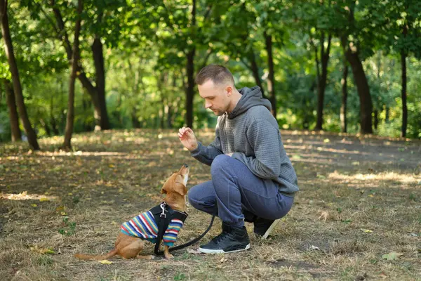 man with his cute puppy in a sweater in the park training, feeding, smiling. Spring, summer, autumn handsome man having fun with his dog outdoor. Space for text. High quality photo