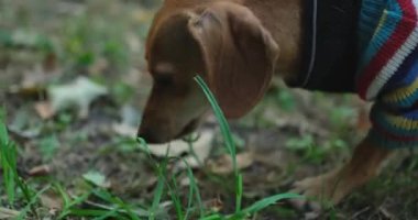 Yemek konseptini koklamak ve aramak. Genç kahverengi dachshund pippy renkli süveter giyip etrafı kokluyor ve dışarıda ot yiyor.
