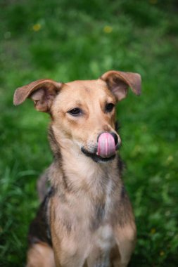 Komik ve tatlı melez köpek, yeşil çimen arka planında diliyle kameraya bakıyor. Evlatlık köpek, evcil hayvan ailesini bekliyor. Dikey Yüksek Kaliteli Fotoğraf