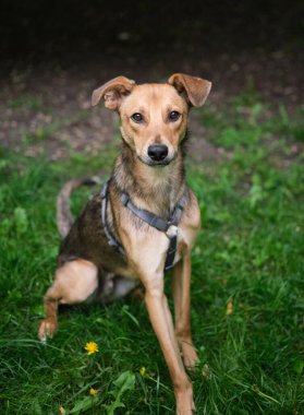 Melez, sevimli ve komik bir köpek, yeşil çimlerin üzerinde oturmuş kameraya bakıyor. Evlatlık köpek, sevimli ve kawai açık renkli kürk köpeği Yüksek kaliteli fotoğraf