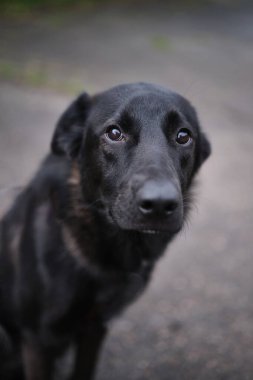 Yeşil çimlerin üzerinde oturan sevimli ve komik melez köpek portresi. Köpek, kameraya bakıyor, evcil ebeveyn tarafından evlat edinilmeyi bekliyor.