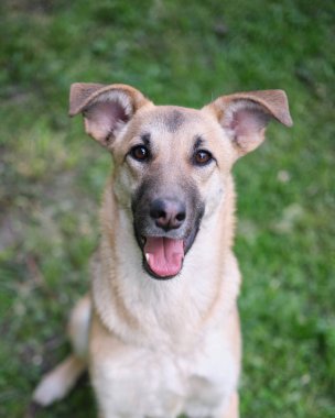 Yeşil çimlerin üzerinde oturan sevimli ve komik melez köpek portresi. Köpek, kameraya bakıyor, evcil ebeveyn tarafından evlat edinilmeyi bekliyor.