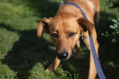 Yeşil çimlerin üzerinde oturan sevimli ve komik melez köpek portresi. Köpek, kameraya bakıyor, evcil ebeveyn tarafından evlat edinilmeyi bekliyor.