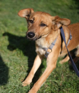 Yeşil çimlerin üzerinde oturan sevimli ve komik melez köpek portresi. Köpek, kameraya bakıyor, evcil ebeveyn tarafından evlat edinilmeyi bekliyor.