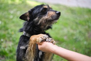Sevimli ve komik köpek insana aşık görünüyor ve yeşil çimen arka planına yaslanıyor. Evcil hayvan ailesi tarafından evlat edinilmek üzere sokak köpeği.