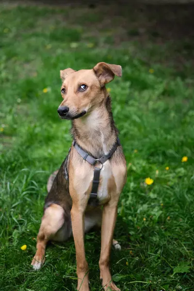Melez, sevimli ve komik bir köpek, yeşil çimlerin üzerinde oturmuş kameraya bakıyor. Evlatlık köpek, sevimli ve kawai açık renkli kürk köpeği Yüksek kaliteli fotoğraf