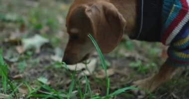 Yemek konseptini koklamak ve aramak. Genç kahverengi dachshund pippy renkli süveter giyip etrafı kokluyor ve dışarıda ot yiyor.