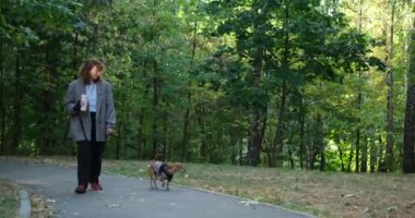 Kahveli genç bir kadın sonbahar parkında sevimli bir köpekle yürüyor. Sonbahar ceketi giyen bayan gülümsüyor ve havanın tadını çıkarıyor. Yüksek kalite 4k görüntü