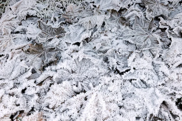 Background Frozen Leaves Close — Stock Photo, Image