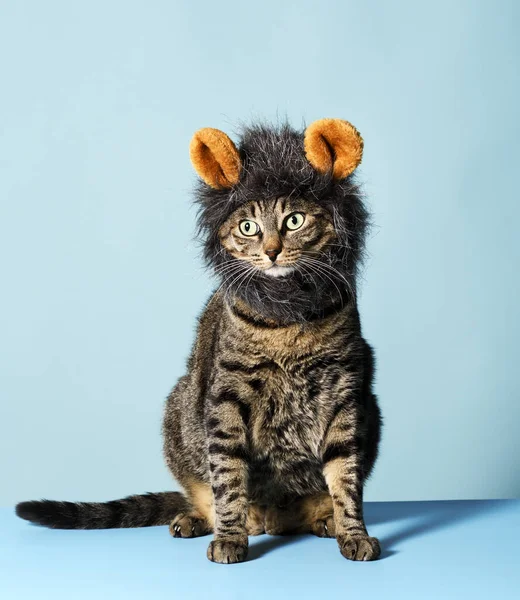 Γάτα Μεταμφιεσμένη Σαν Λιοντάρι Γαλάζιο Φόντο — Φωτογραφία Αρχείου