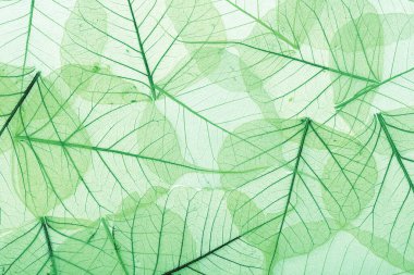 Background of green textured leaves